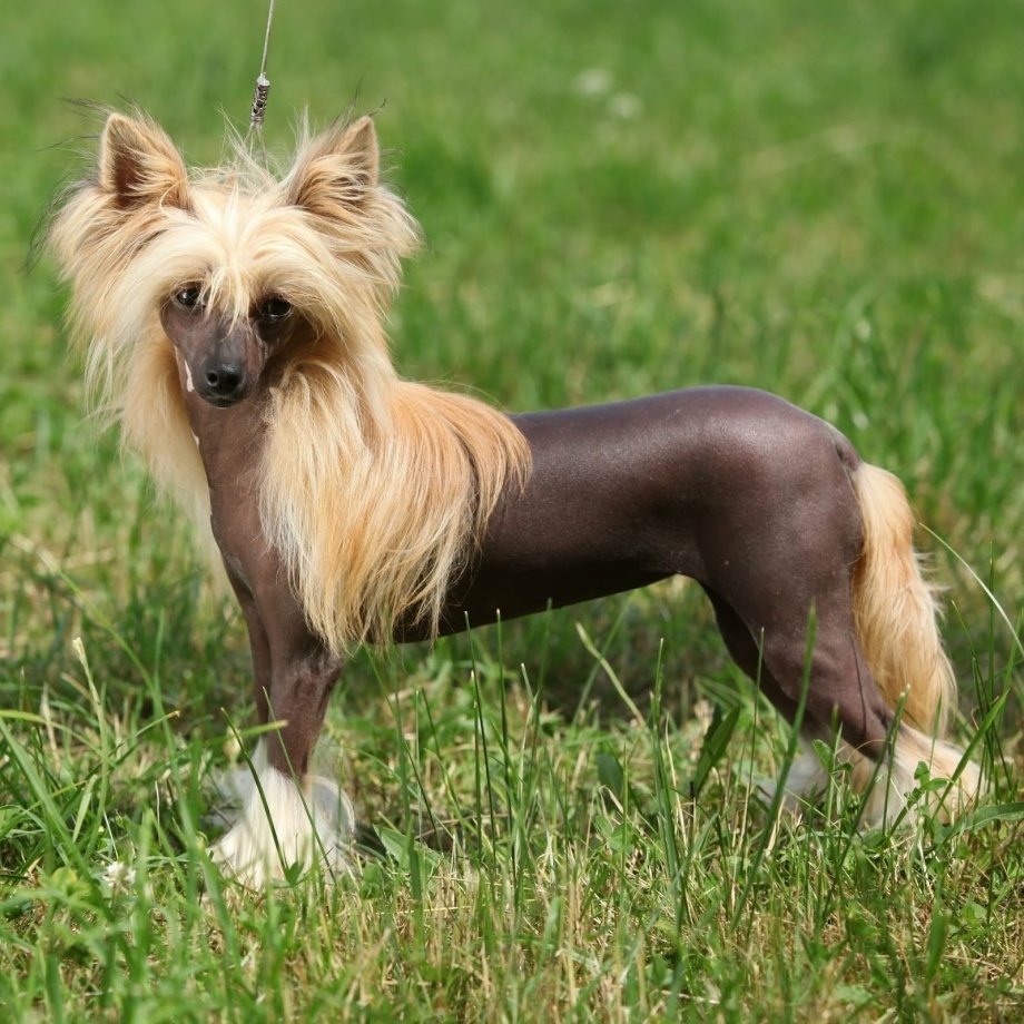 Безаллергенные собаки