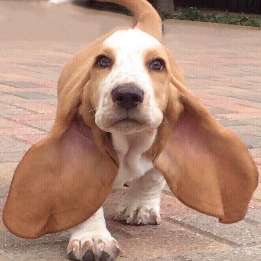 Концепт животных