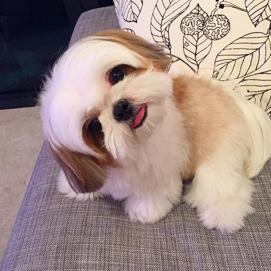 Бордер колли аниме