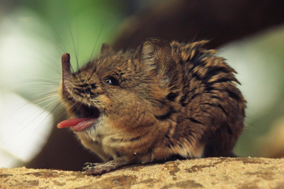Землеройка прыгунчик