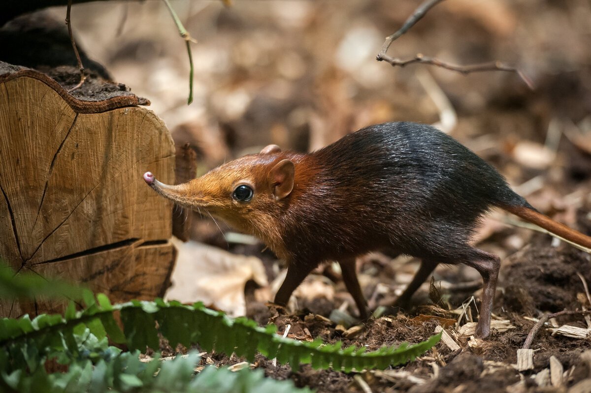 Бурозубка Пигмей