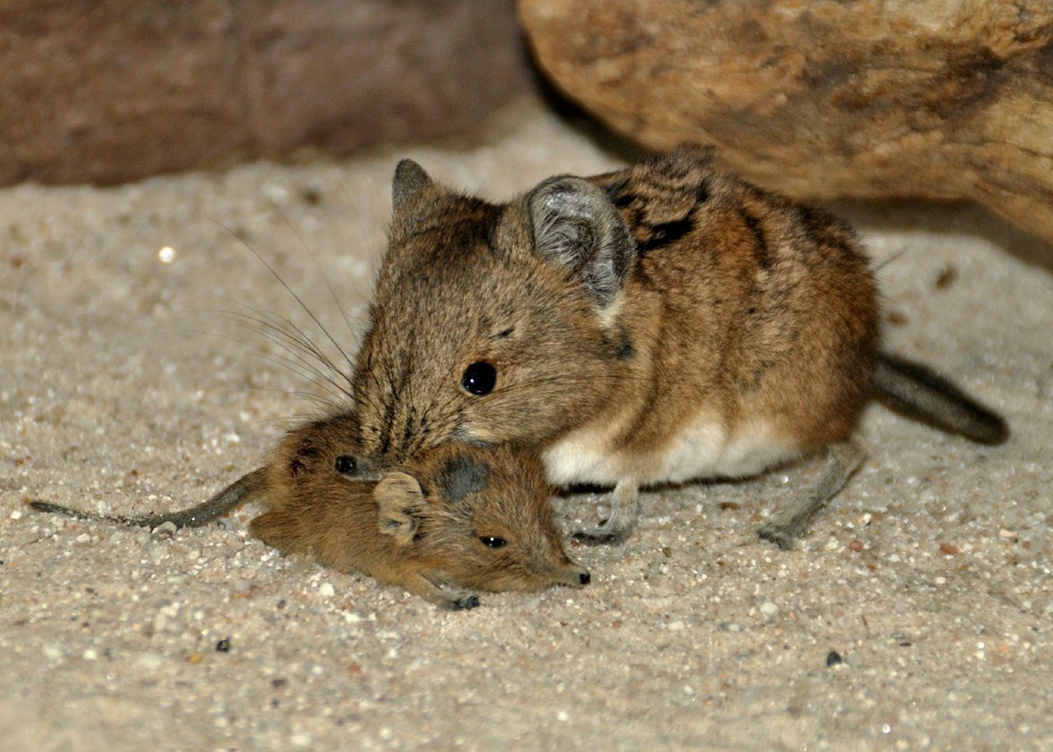 Землеройка бурозубка детёныш
