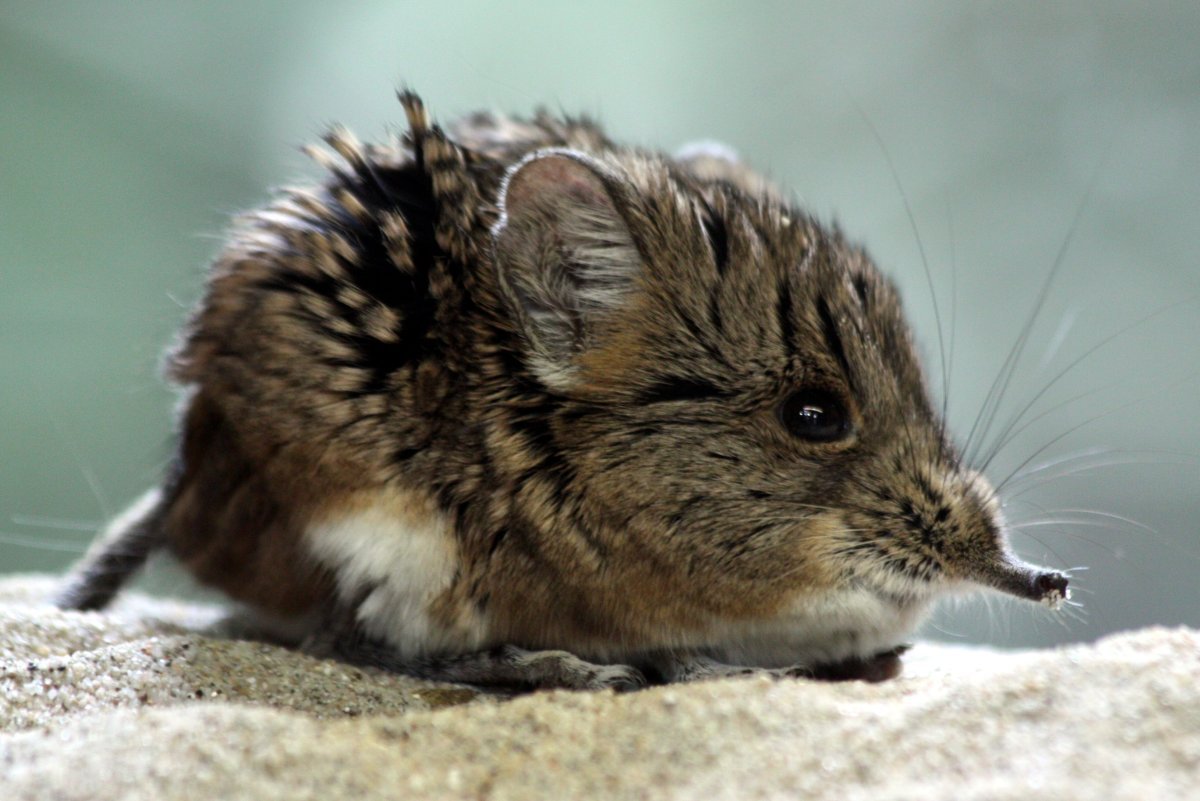 Короткоухий слоновый прыгунчик