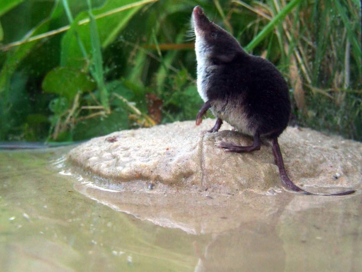 Землеройка кутора