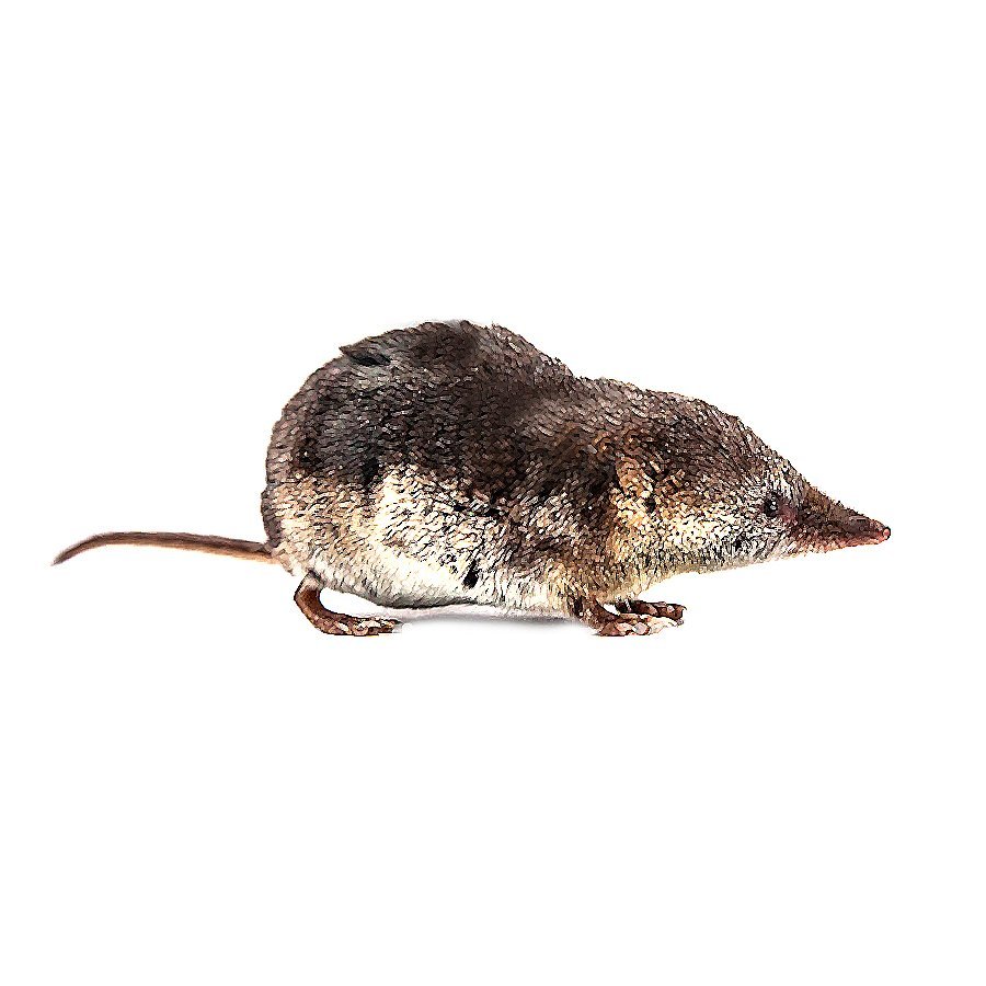 Бурозубка обыкновенная