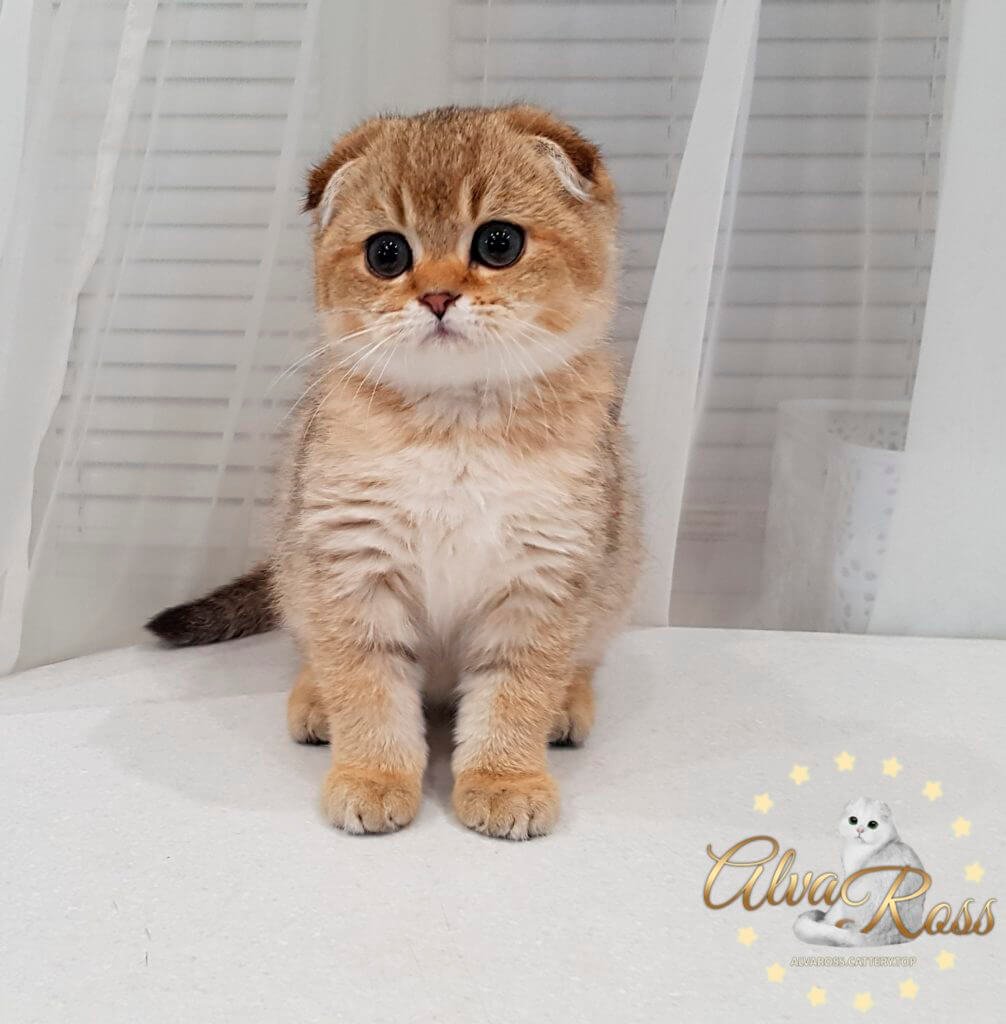 Золотая тикированная шиншилла