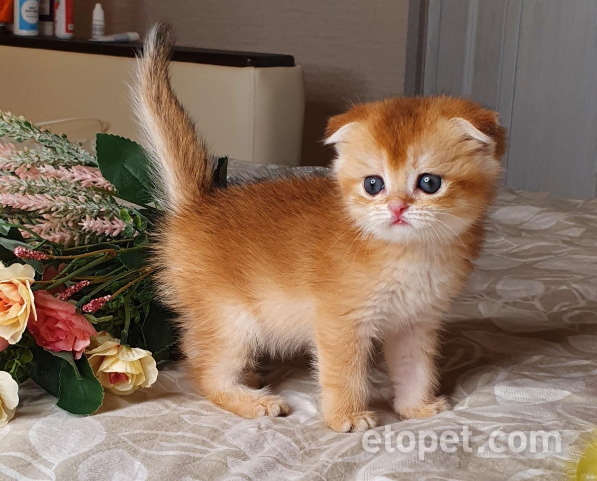 Шотландский вислоухий котенок Золотая шиншилла