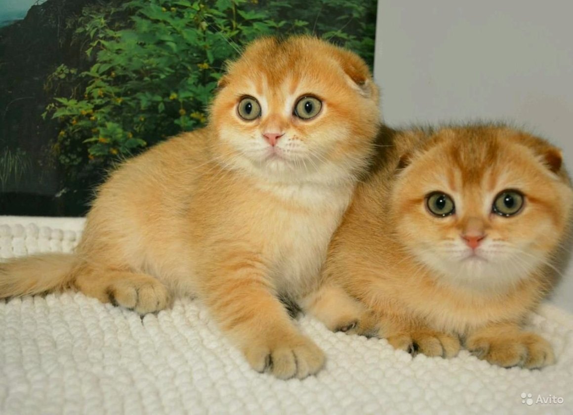 Шотландская короткошерстная Золотая шиншилла