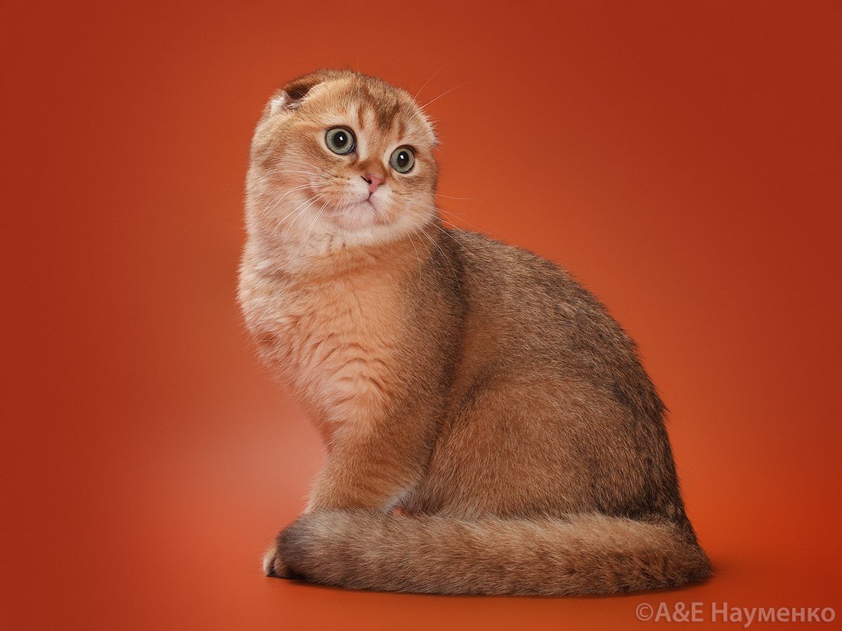 Скоттиш фолд Золотая шиншилла