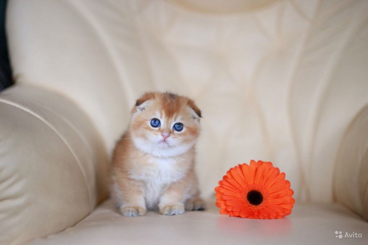 Скоттиш фолд Золотая шиншилла