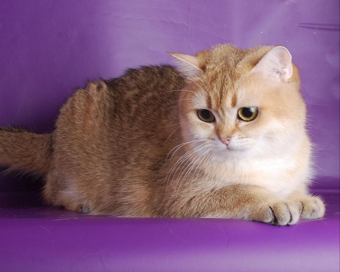 Британская короткошёрстная шиншилла вислоухая Золотая