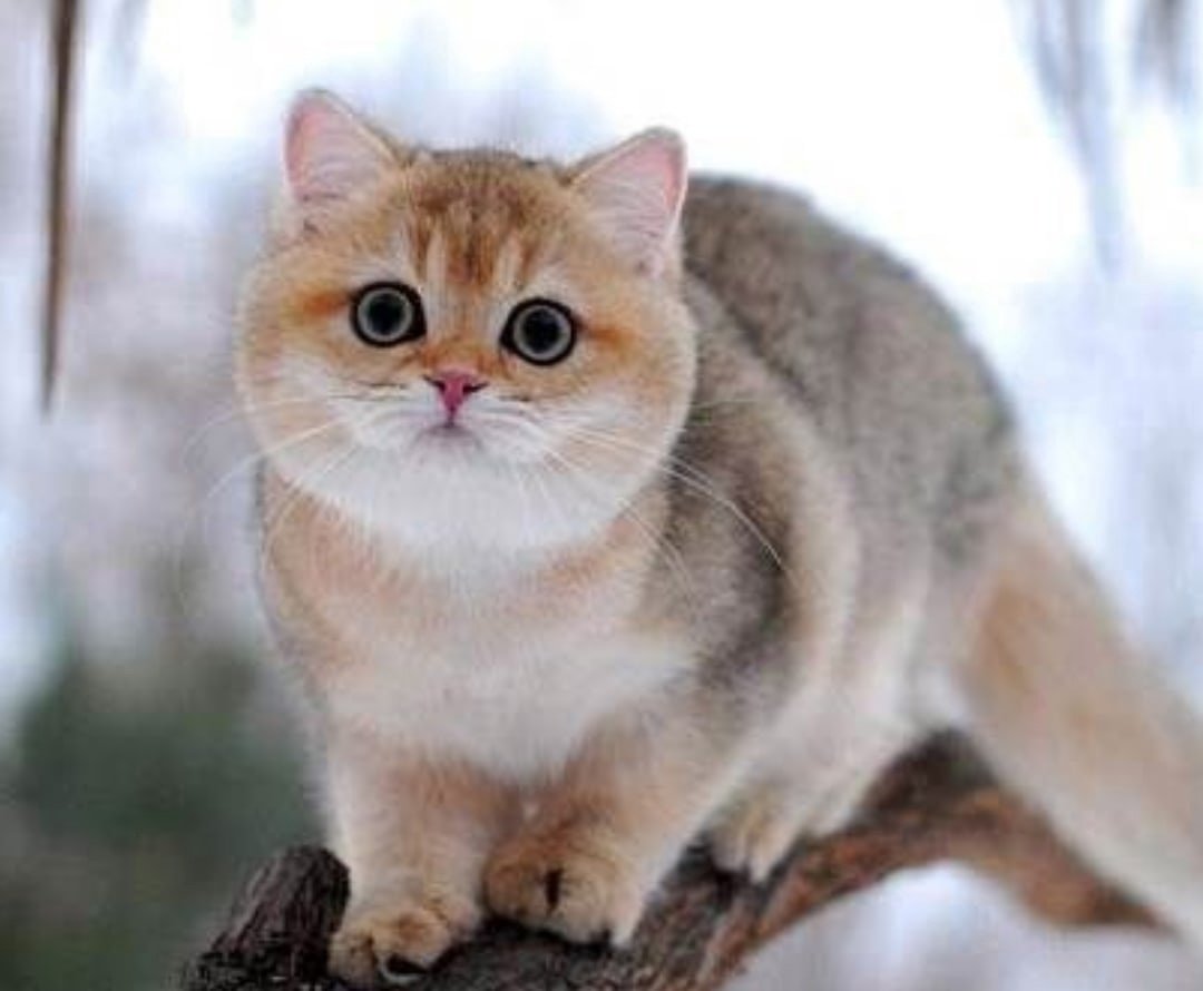 Шотландская Золотая шиншилла фолд