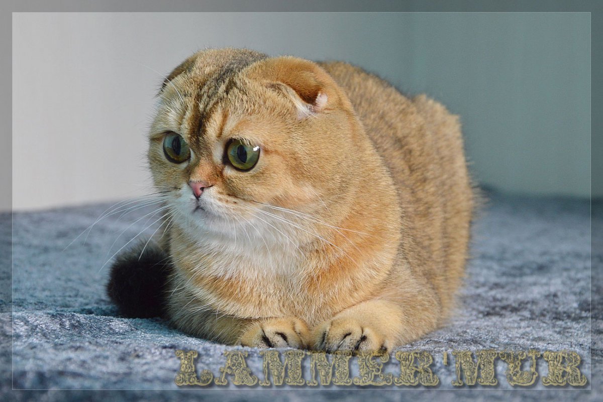 Золотая шиншилла кот вислоухий
