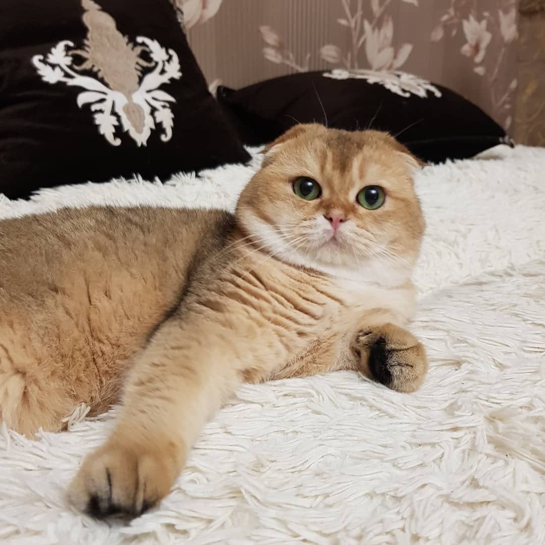 Ny11 Шотландская фолд