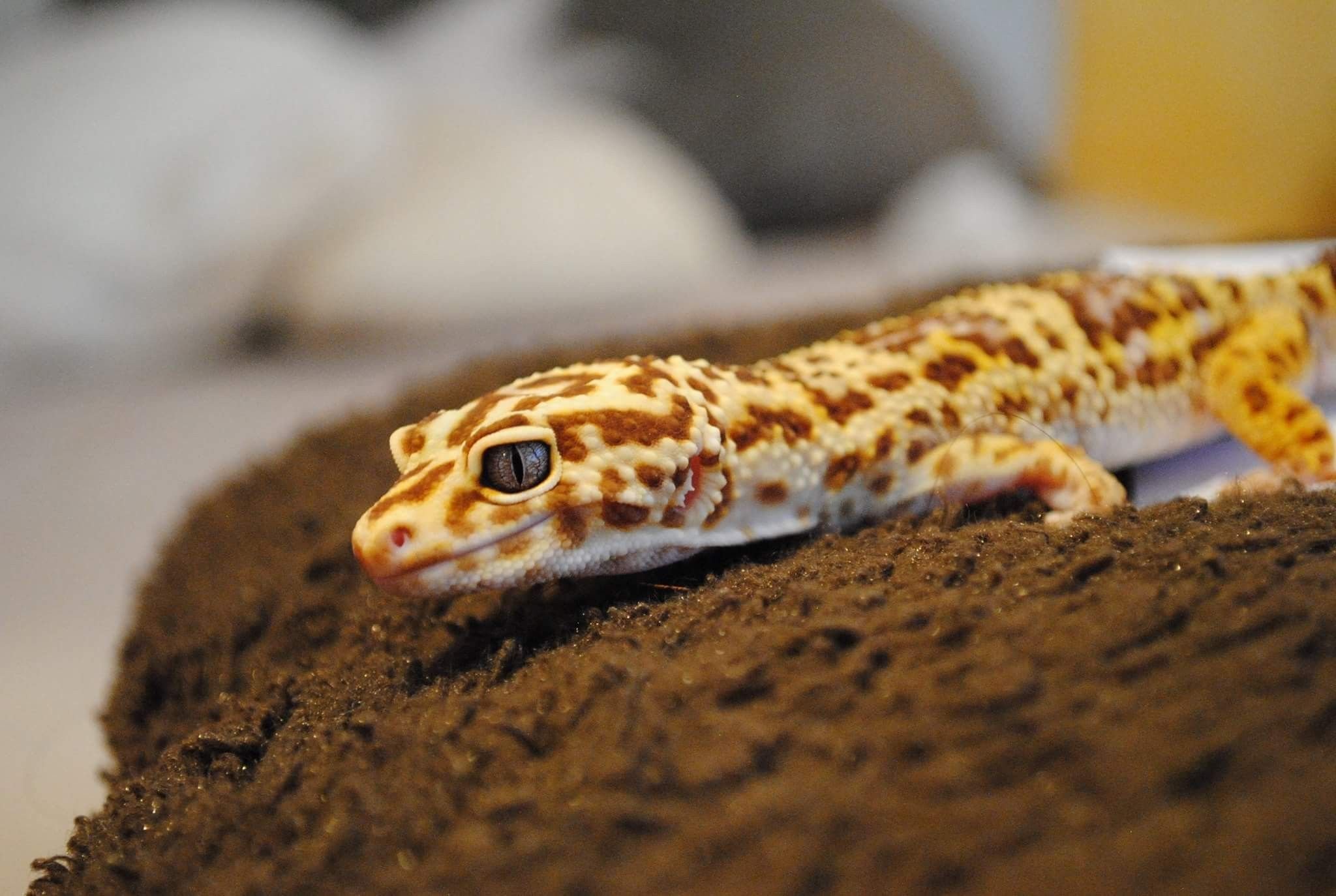 Карликовая ящерица. Геккон эублефар. Геккон эублефар розовый. Геккон эублефар полосатый. Эублефар Leopard Gecko.