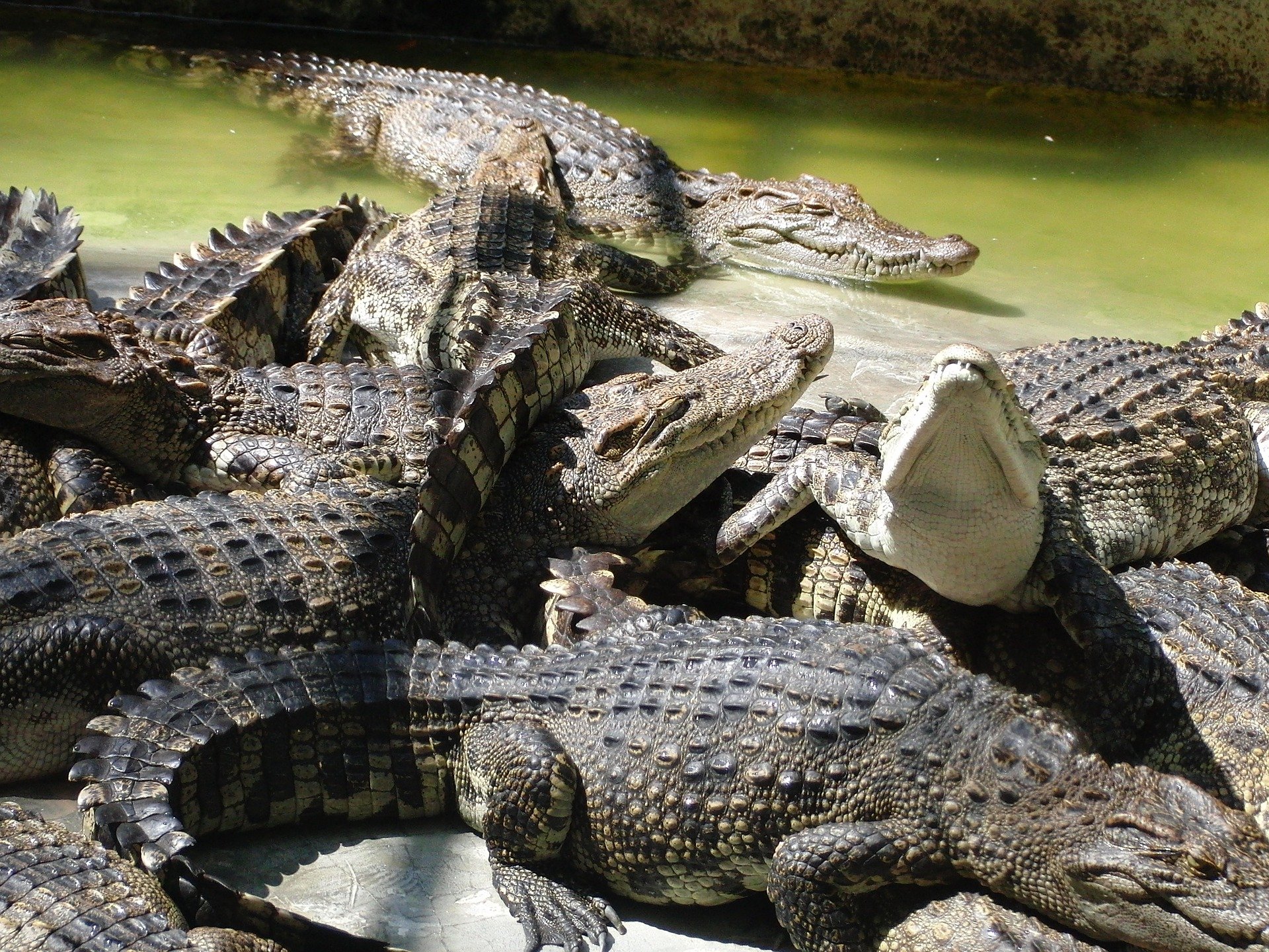 Нильский крокодил относится к пресмыкающимся. Крокодиловая ферма Лазаревское. Остров крокодилов Рамри.