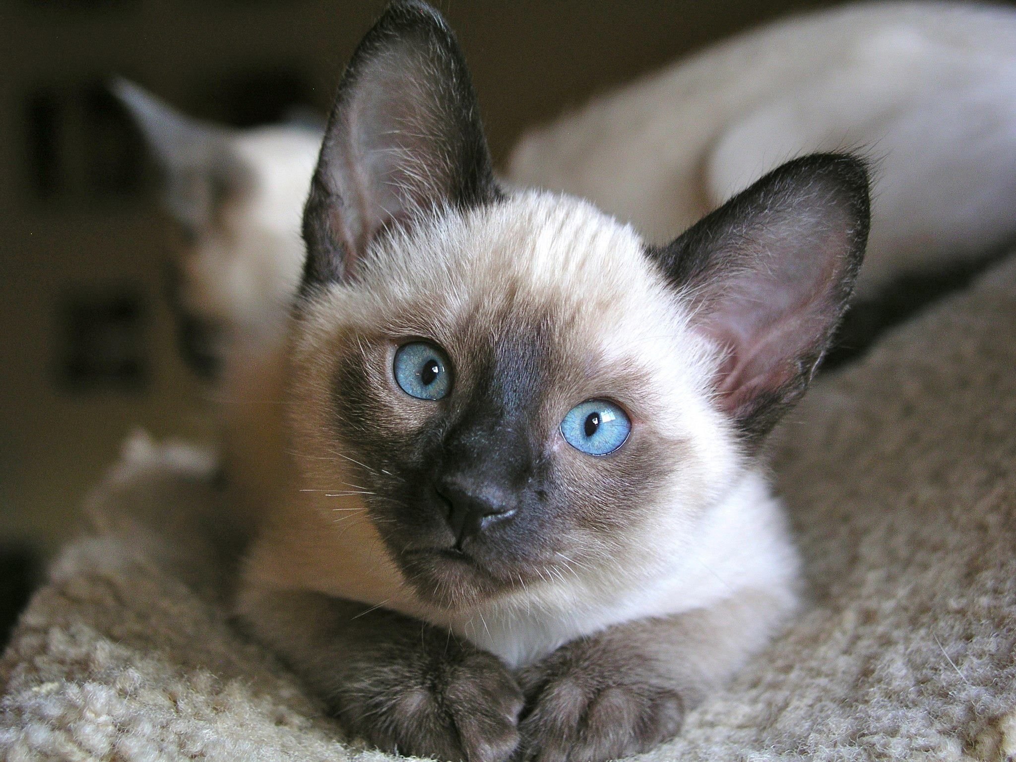 Фотографии сиамской кошки. Сиамская кошка. Сиам кошка Сиамская. Сиамский сиамский котенок. Сиамские котята.