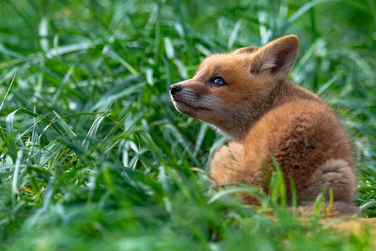 Спящий Лисенок