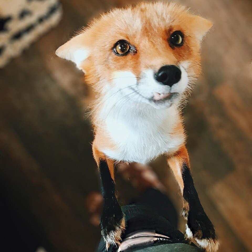 Лесенка для рук