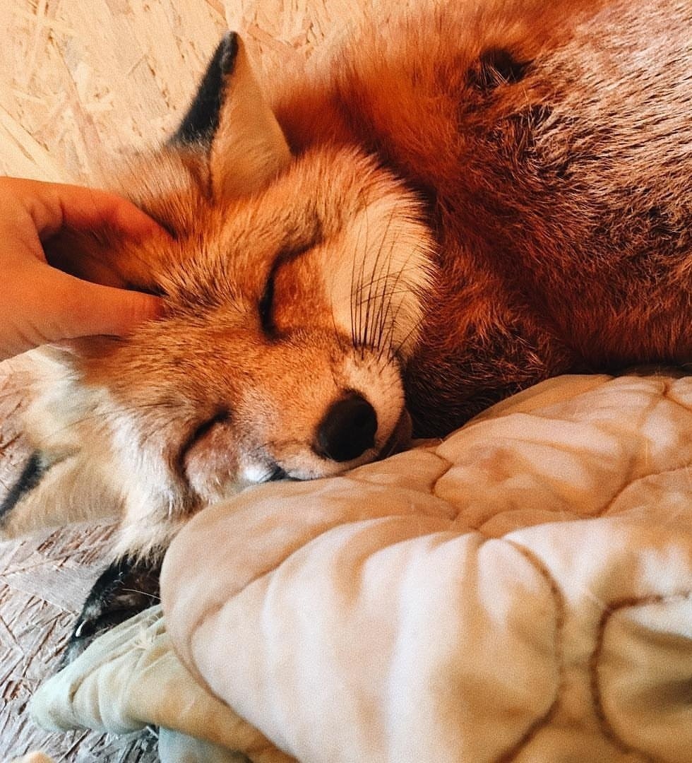 Карликовая лиса фенек