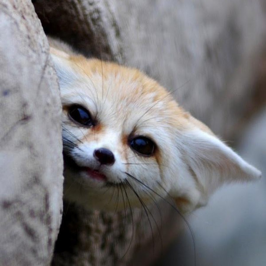 Милая лиса фенек