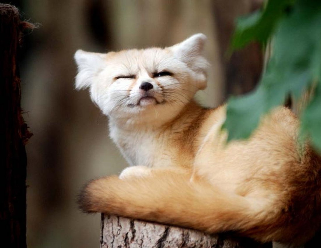 Фенек пушистый