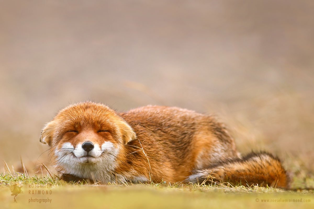 Лисичка Джунипер