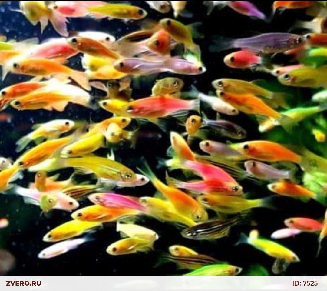 Данио Зебра