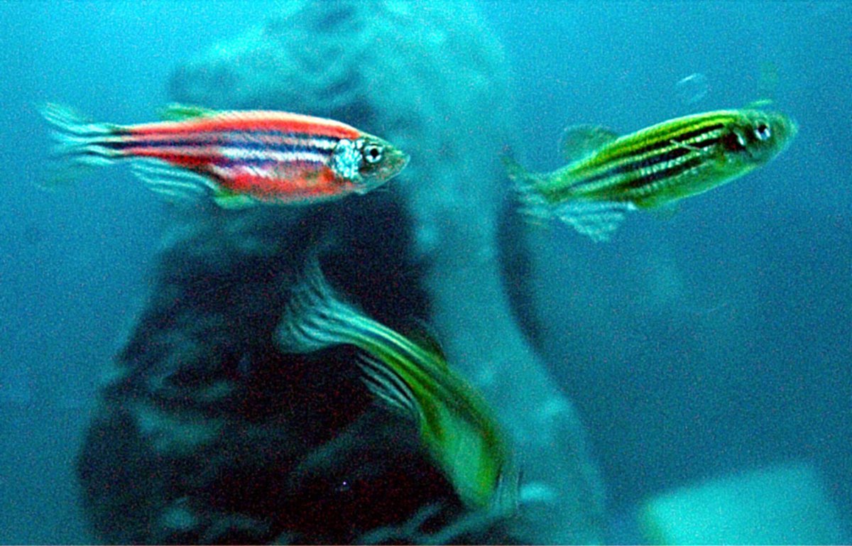 Данио (рерио) глофиш