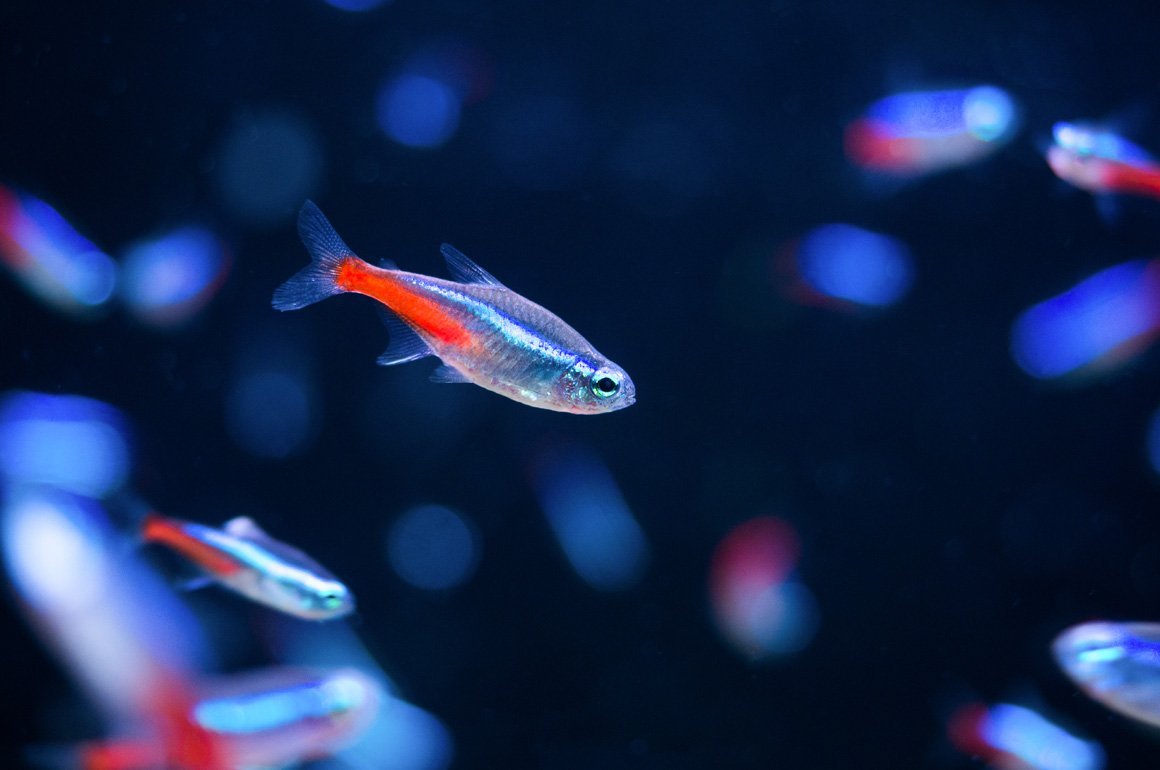 Данио глофиш в аквариуме