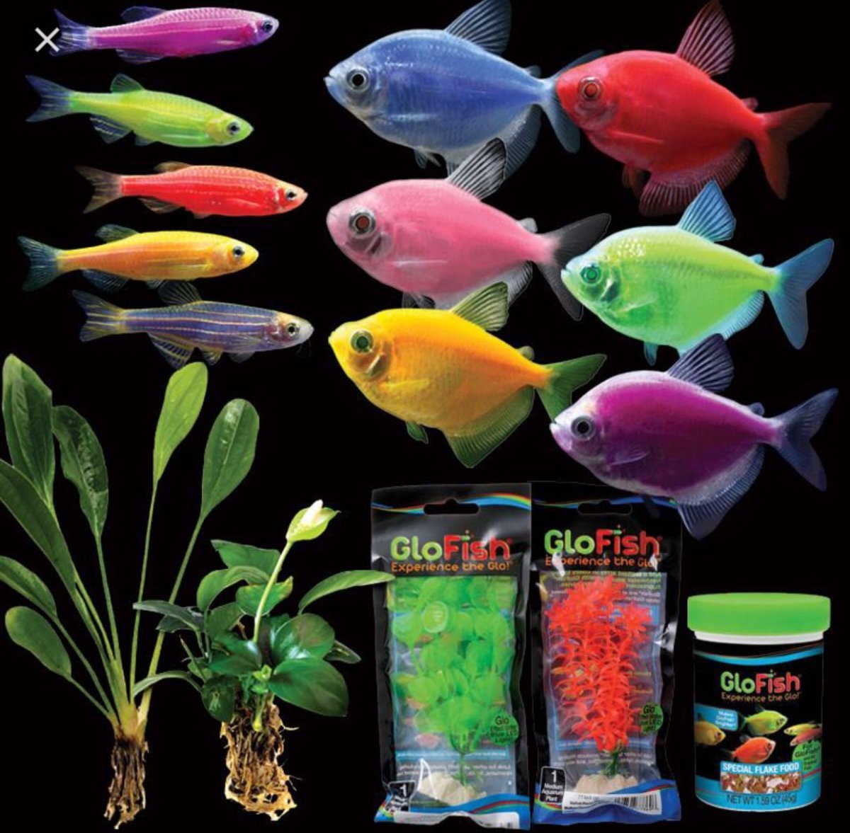 Акватория Тернеция Glofish -фото