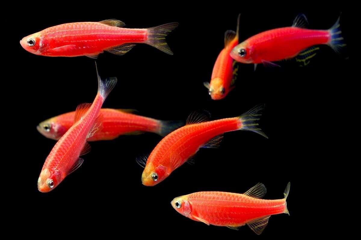 Данио вуалехвост