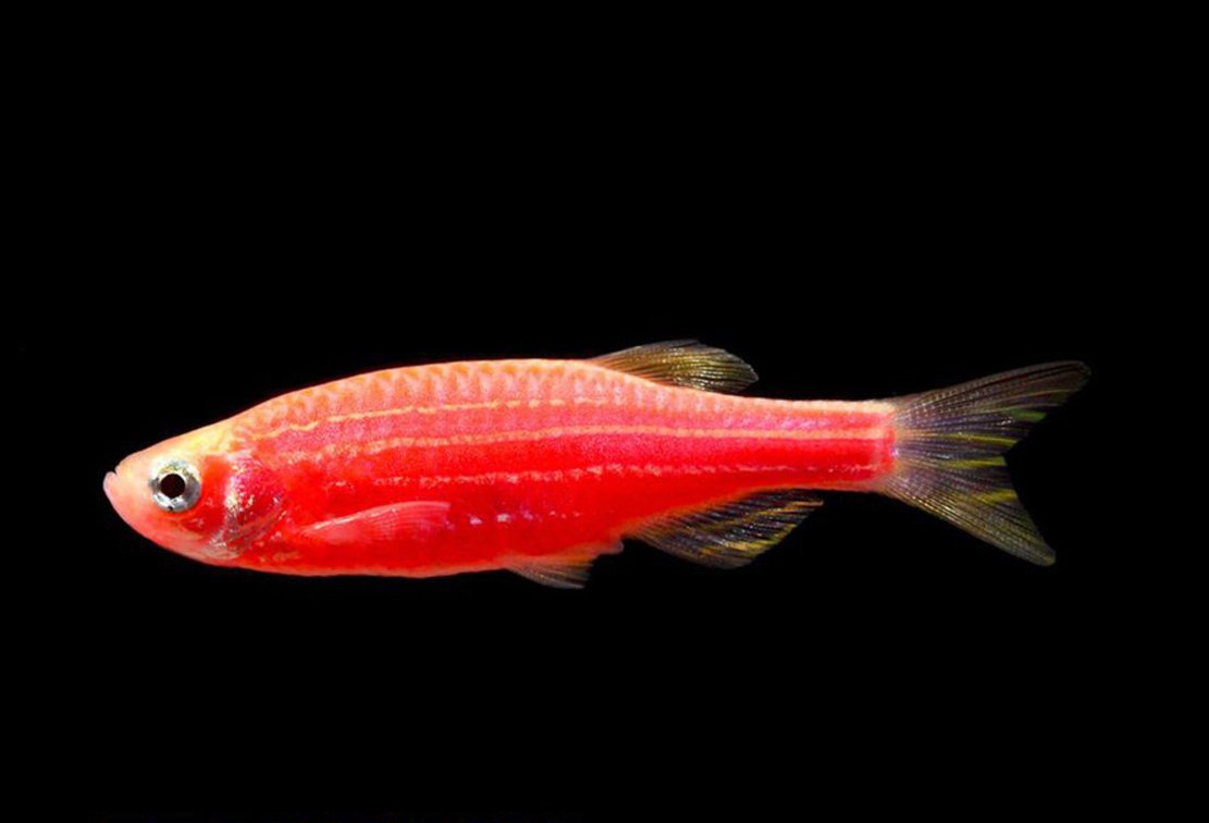 Гуппи красный неон