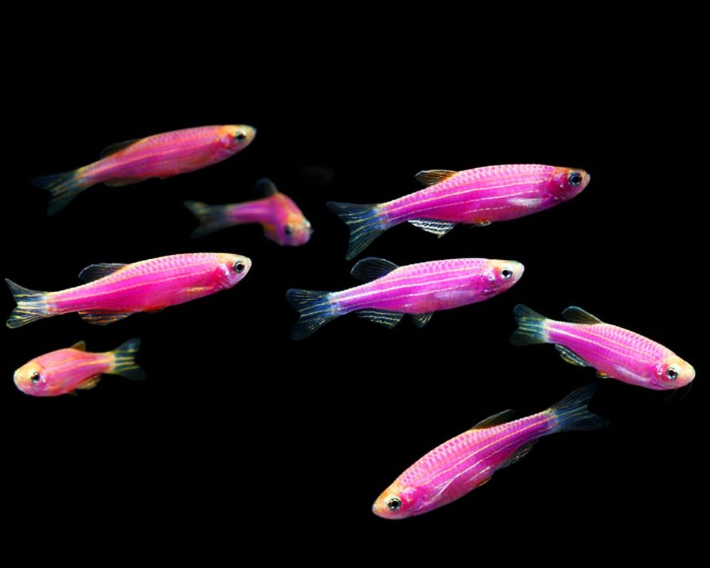 Рыбки данио глофиш