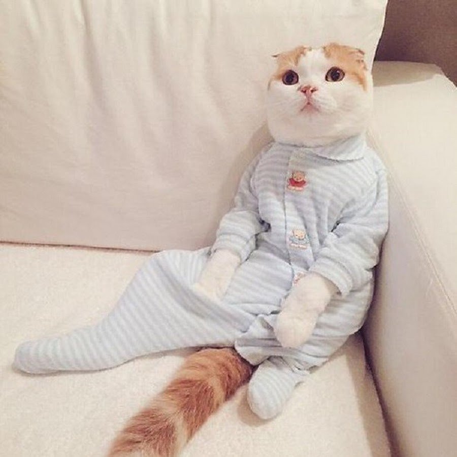 картинки пижамы котика