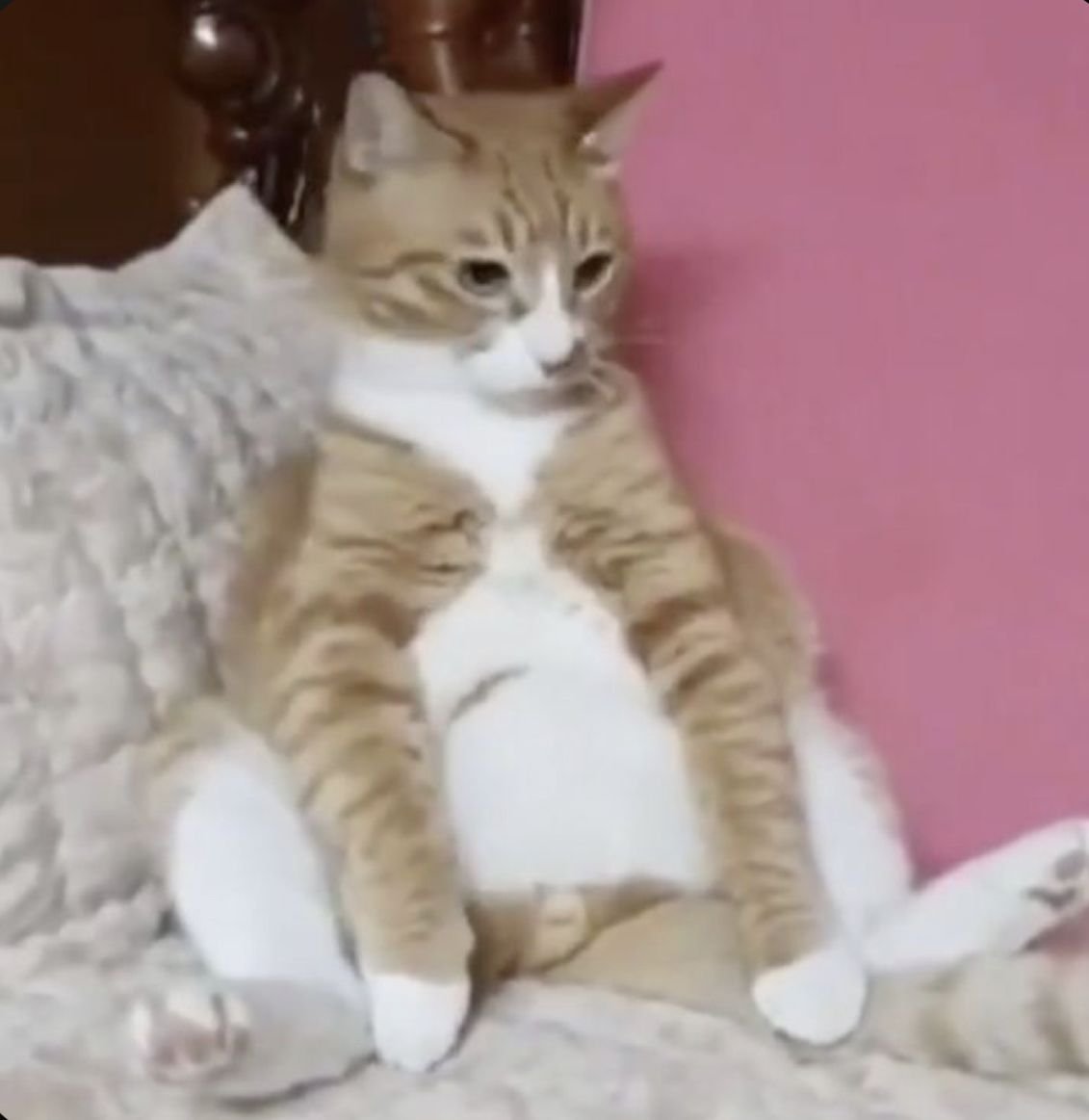 Дори кошка Минхо