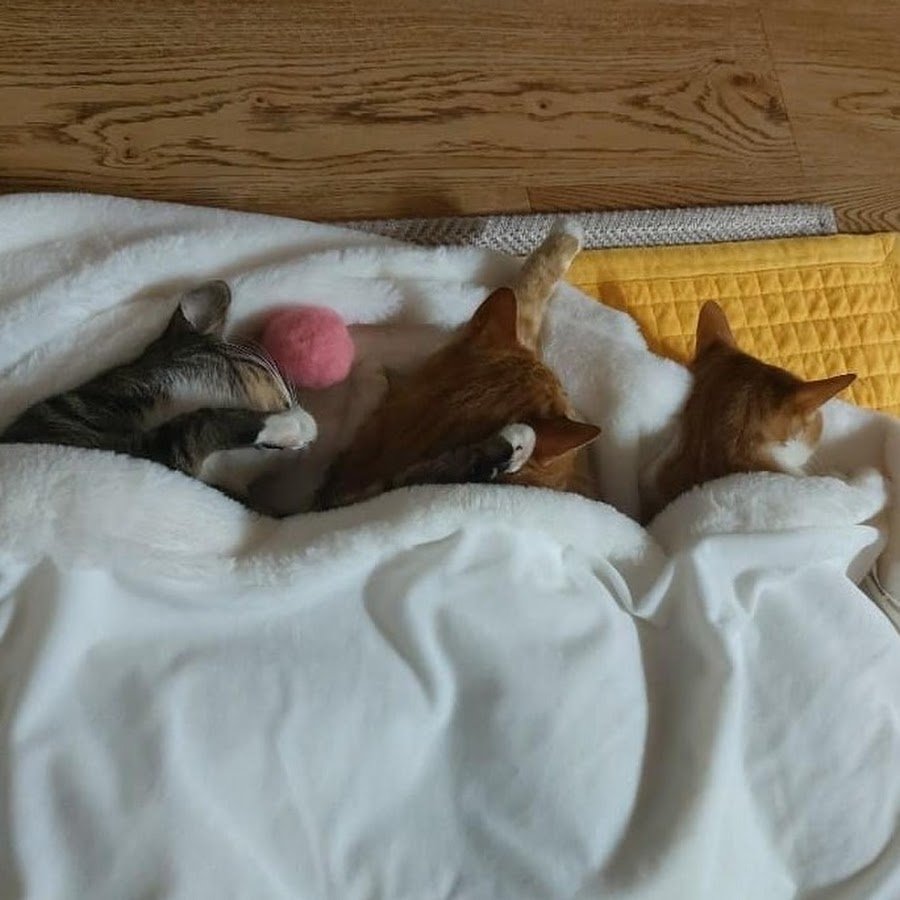 Суни и Дуни кошки Минхо