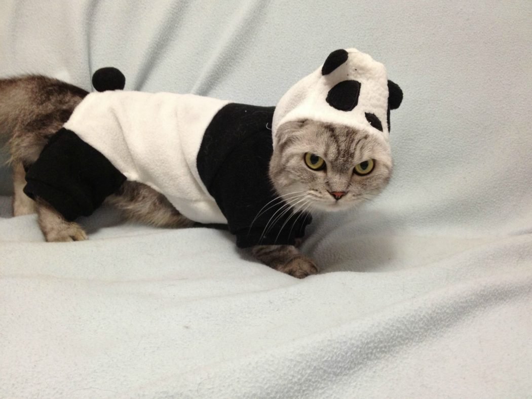 Котенок в костюме панды
