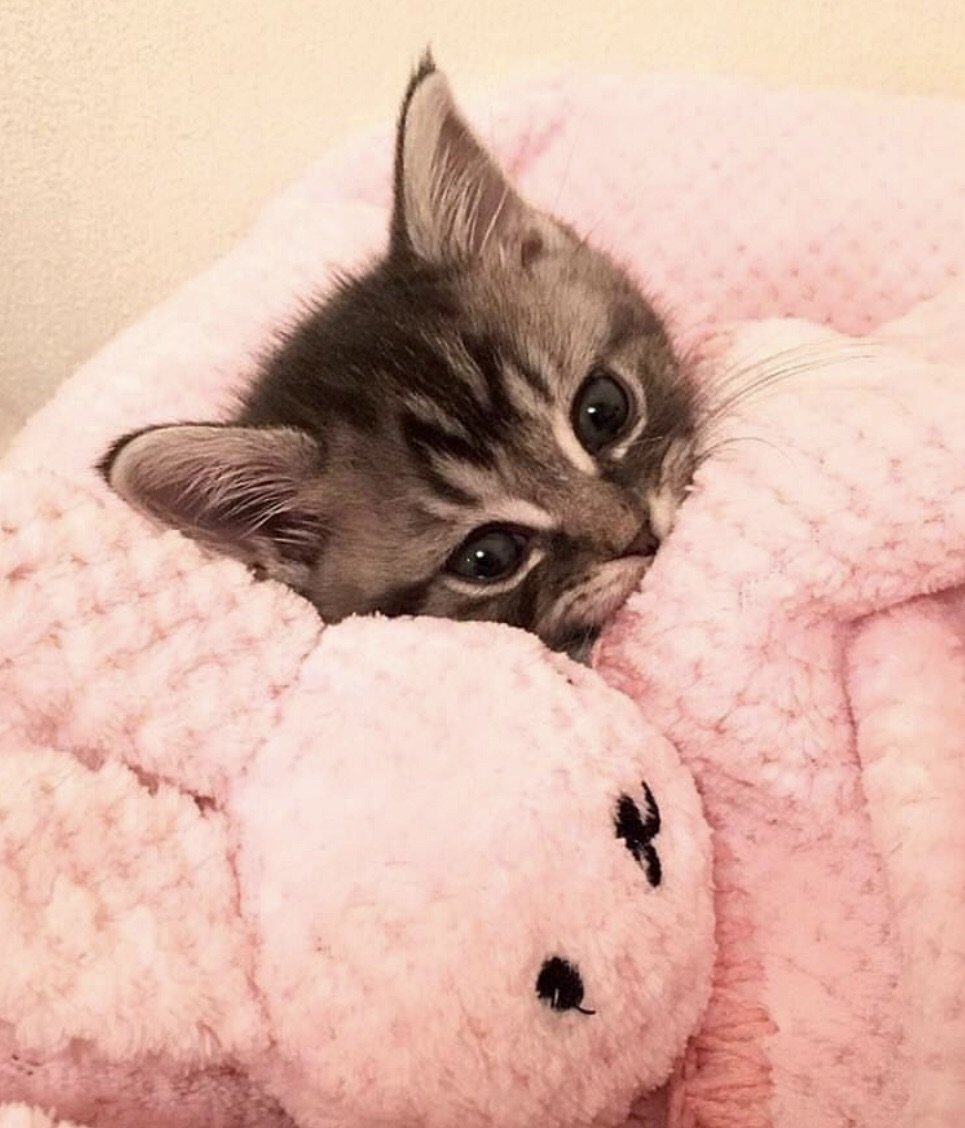 Милая кошечка