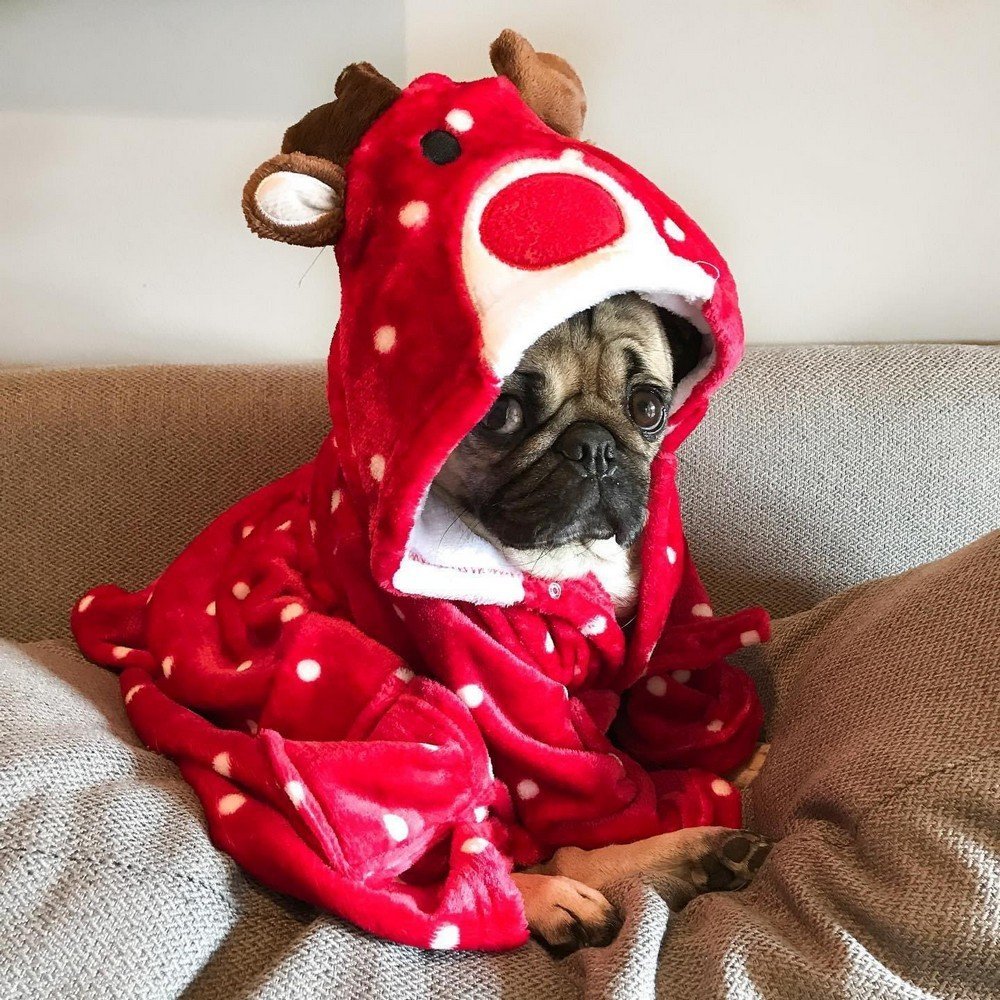 Мопс в новогоднем костюме