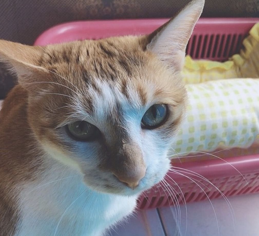 Кошка на фоне ночного города