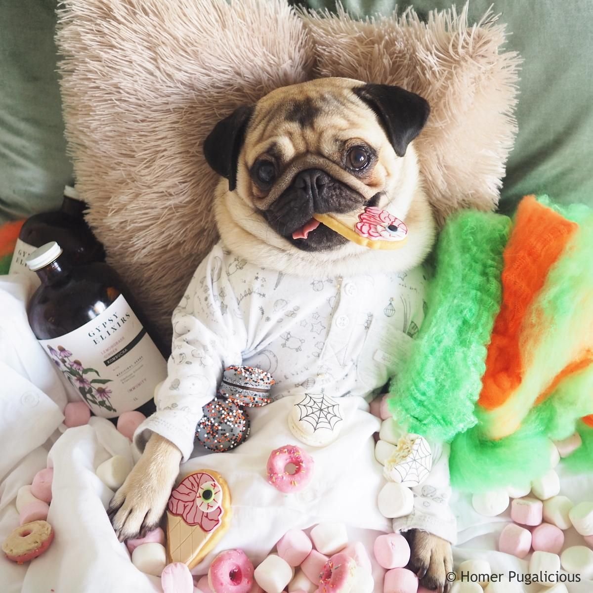 Мопс Зефирка