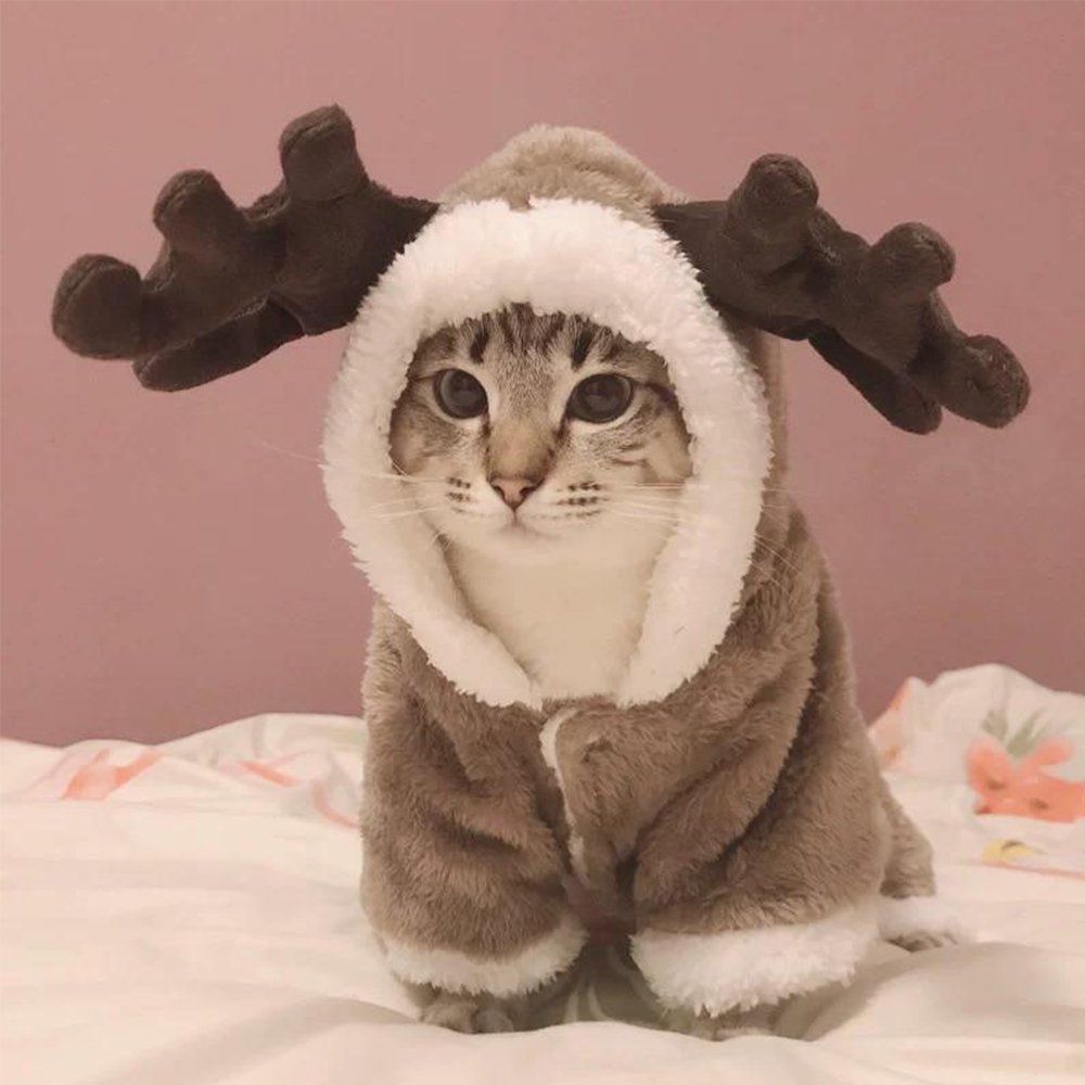 Зимняя одежда для кошек