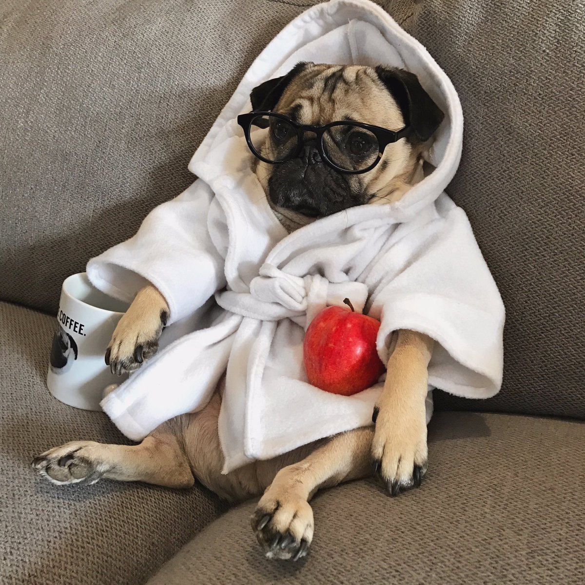 Мопс в одежде