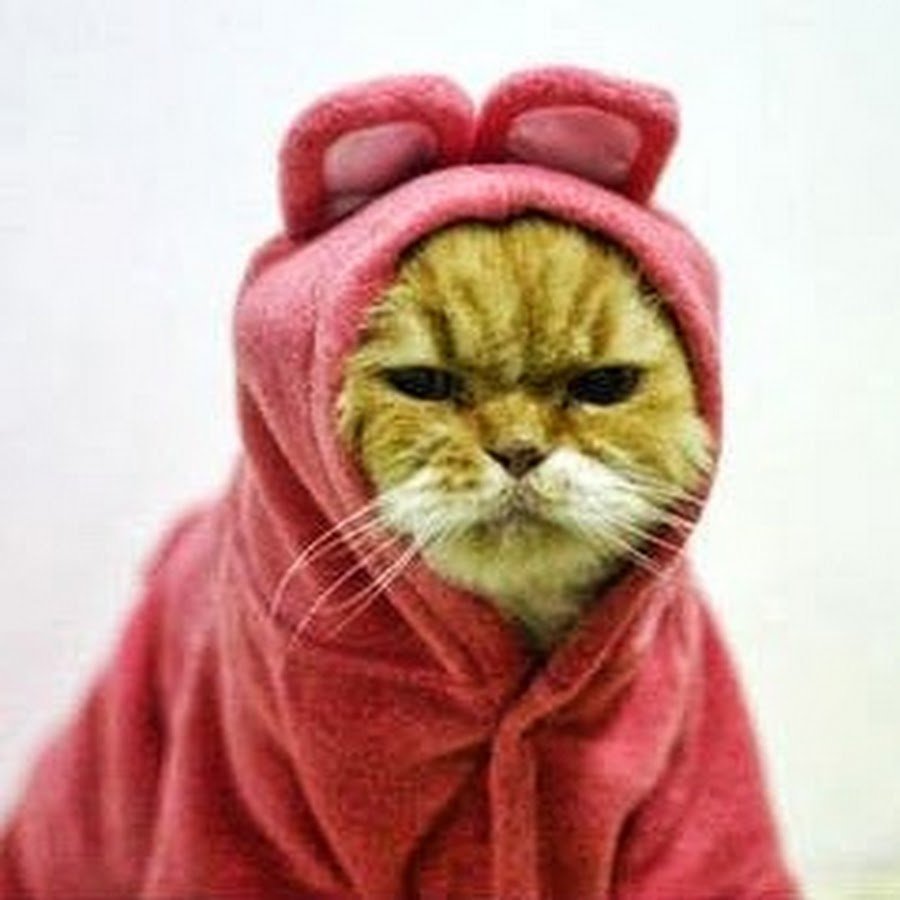 Недовольный кот в шапке