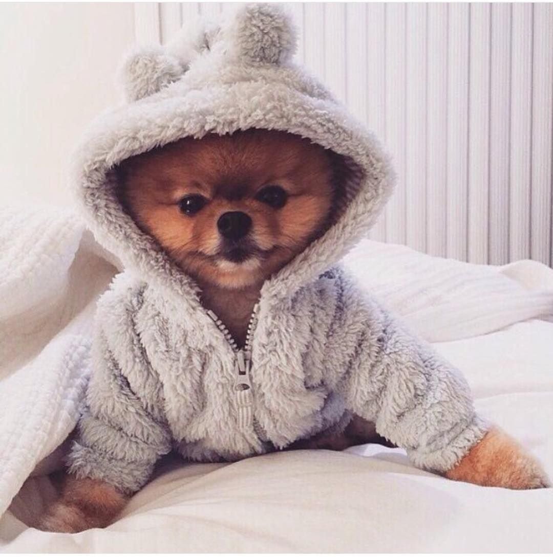 Шпиц в одежде