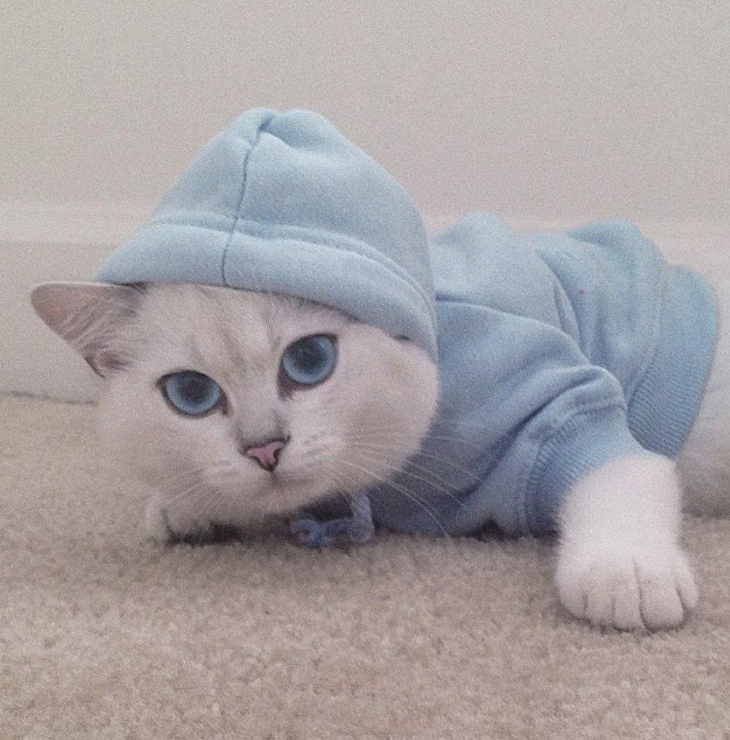 Милые котята в костюмчиках