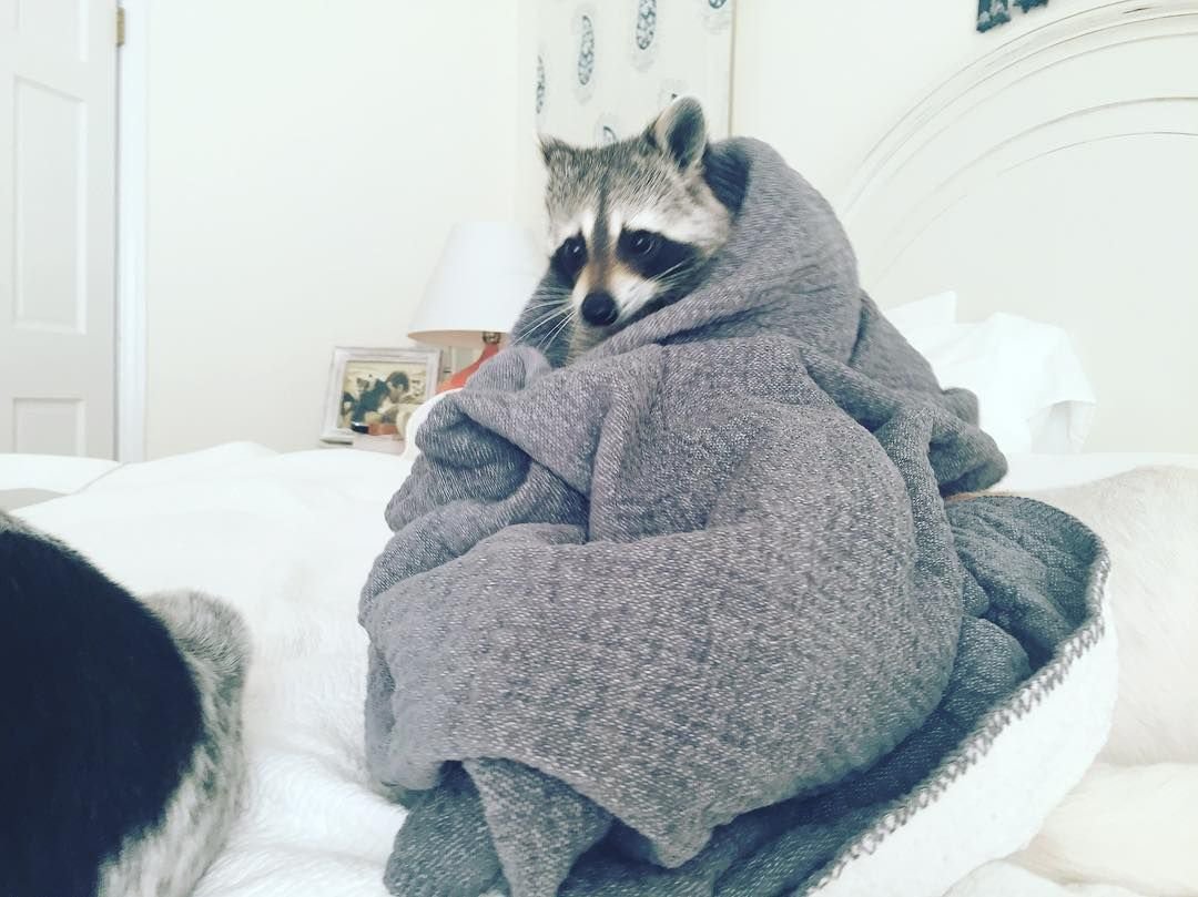 Укутанная в плед