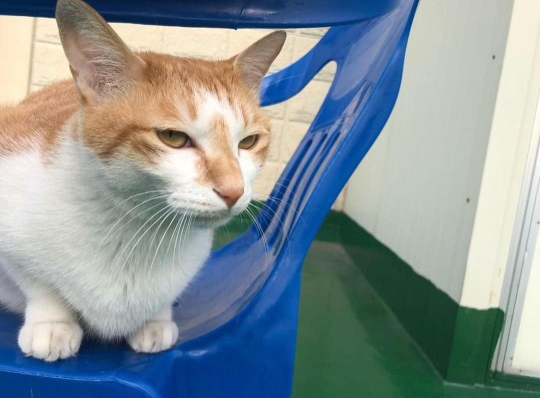 Дори кот Минхо