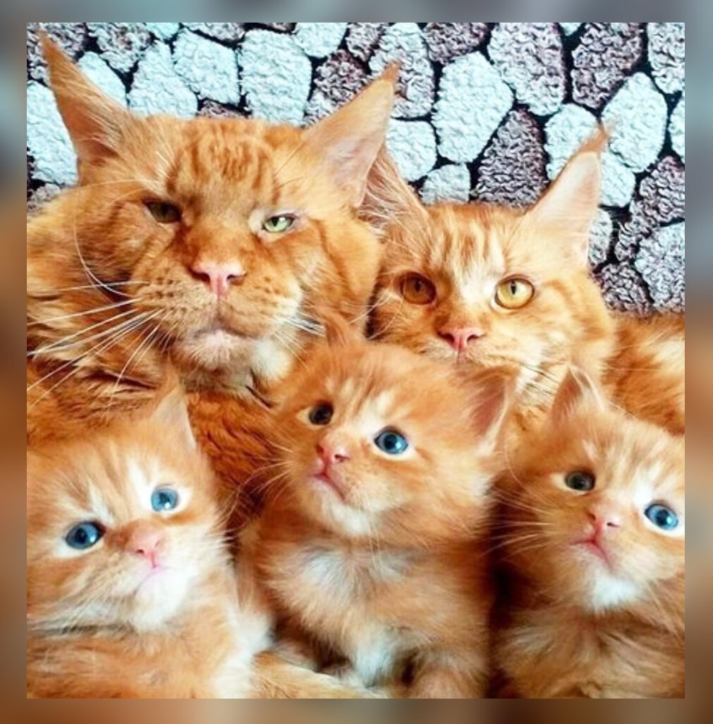 Мейн кун рыжий котенок